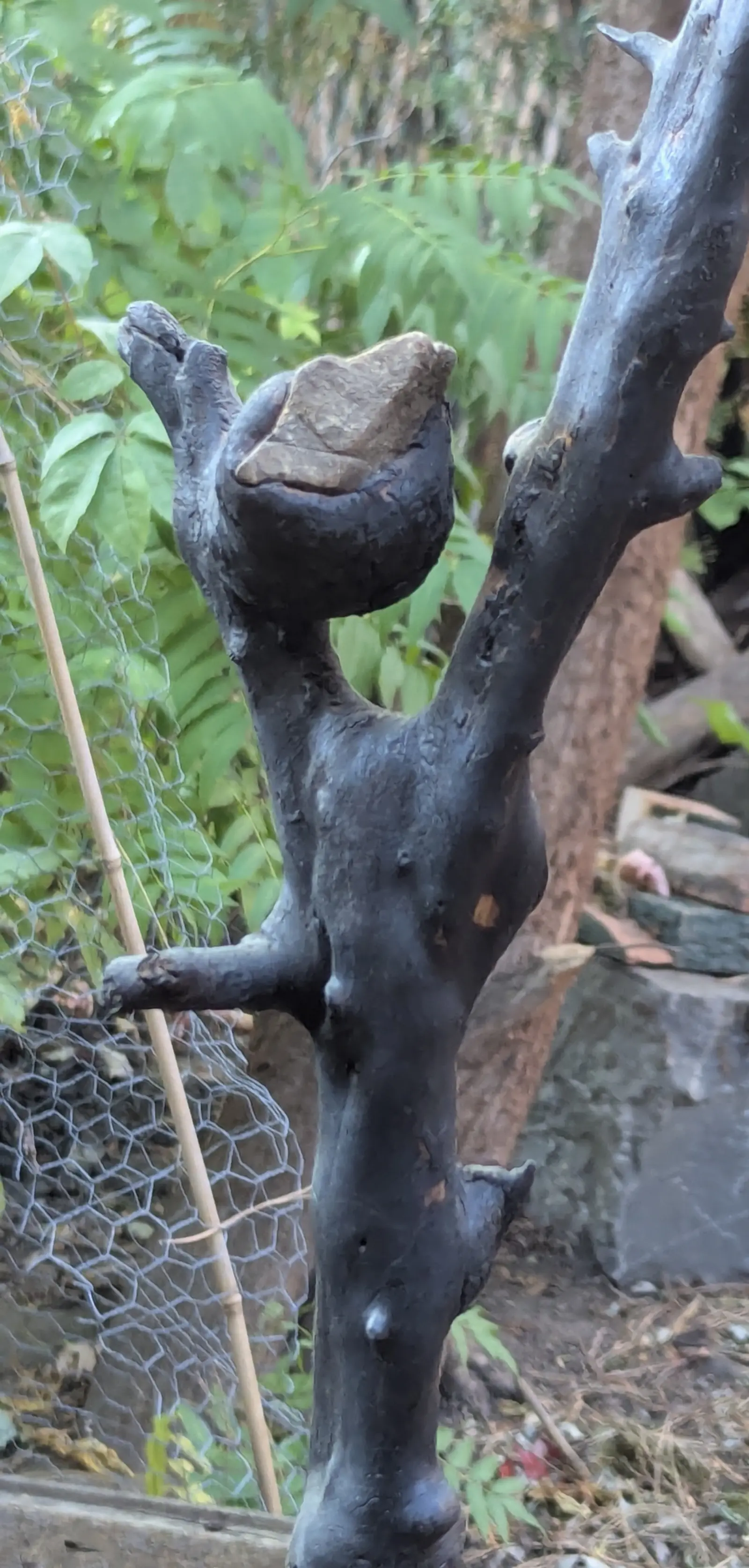 Mort mais vivant 1, la branche calcinée vue de près : surface noire craquelée, un rameau latéral court, et au sommet d'une fourche la pierre plate logée dans un creux arrondi, grillage et feuillage vert derrière
