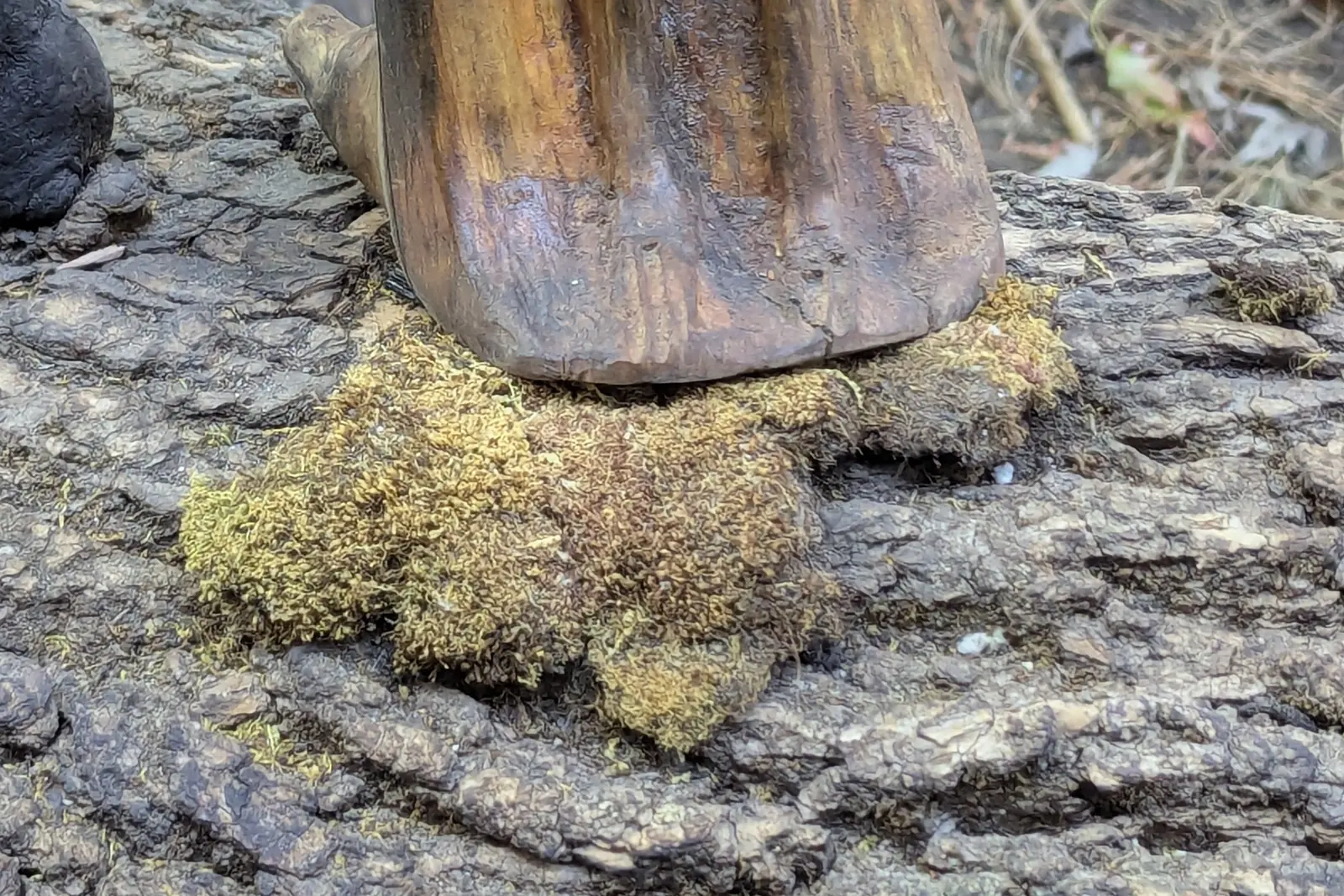 Mort mais vivant 1, détail en légère plongée : la base du socle en bois rayé posée sur une touffe de mousse jaune-vert au premier plan, l'écorce grise fissurée tout autour, le pied noir de la branche dans le coin supérieur gauche