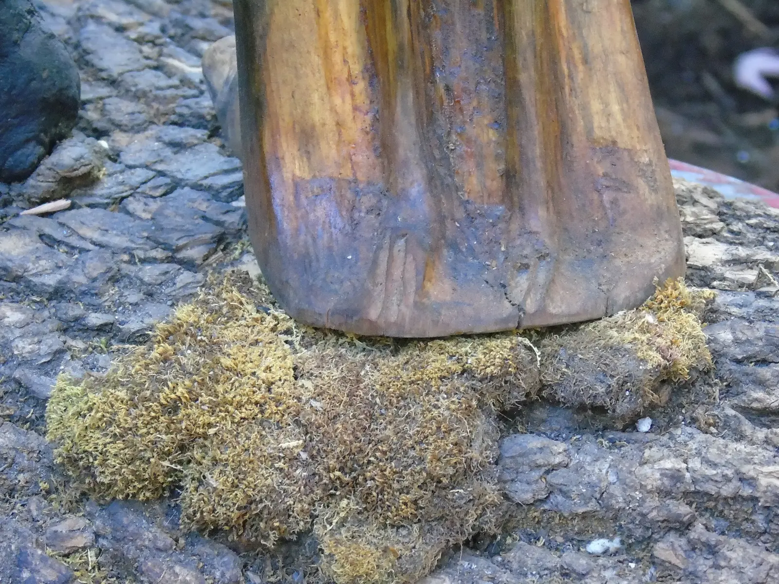 Mort mais vivant 1, détail au ras du sol : le socle en bois clair rayé de brun, de fines fentes à sa base, posé sur la mousse jaune-vert, l'écorce grise fissurée de chaque côté, le pied noir de la branche à gauche