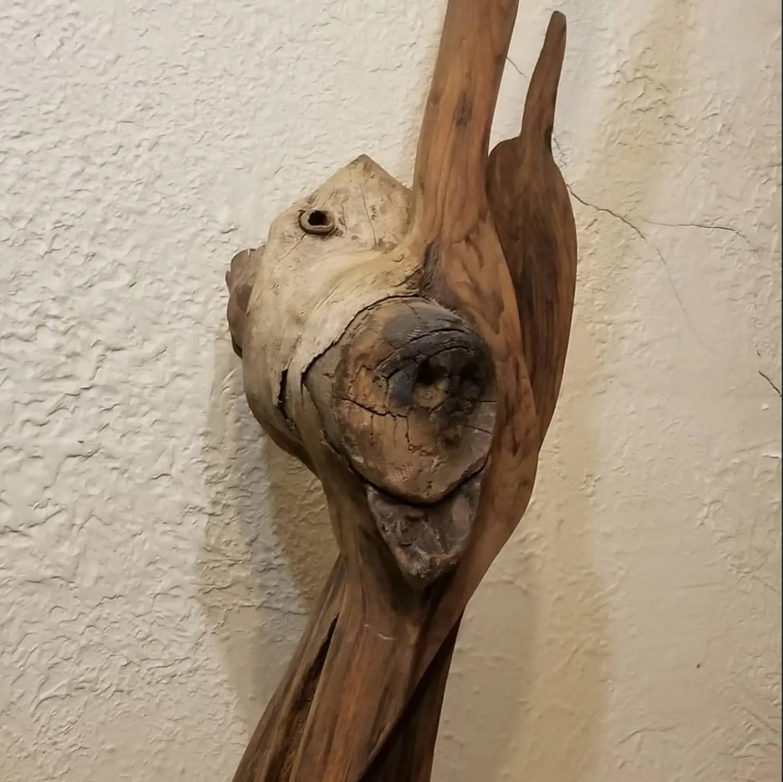 Gros plan de la tête contre un mur de crépi blanc, le museau clair percé d'un petit œil rond et le large nœud sombre juste dessous, la pointe de bois filant vers le haut