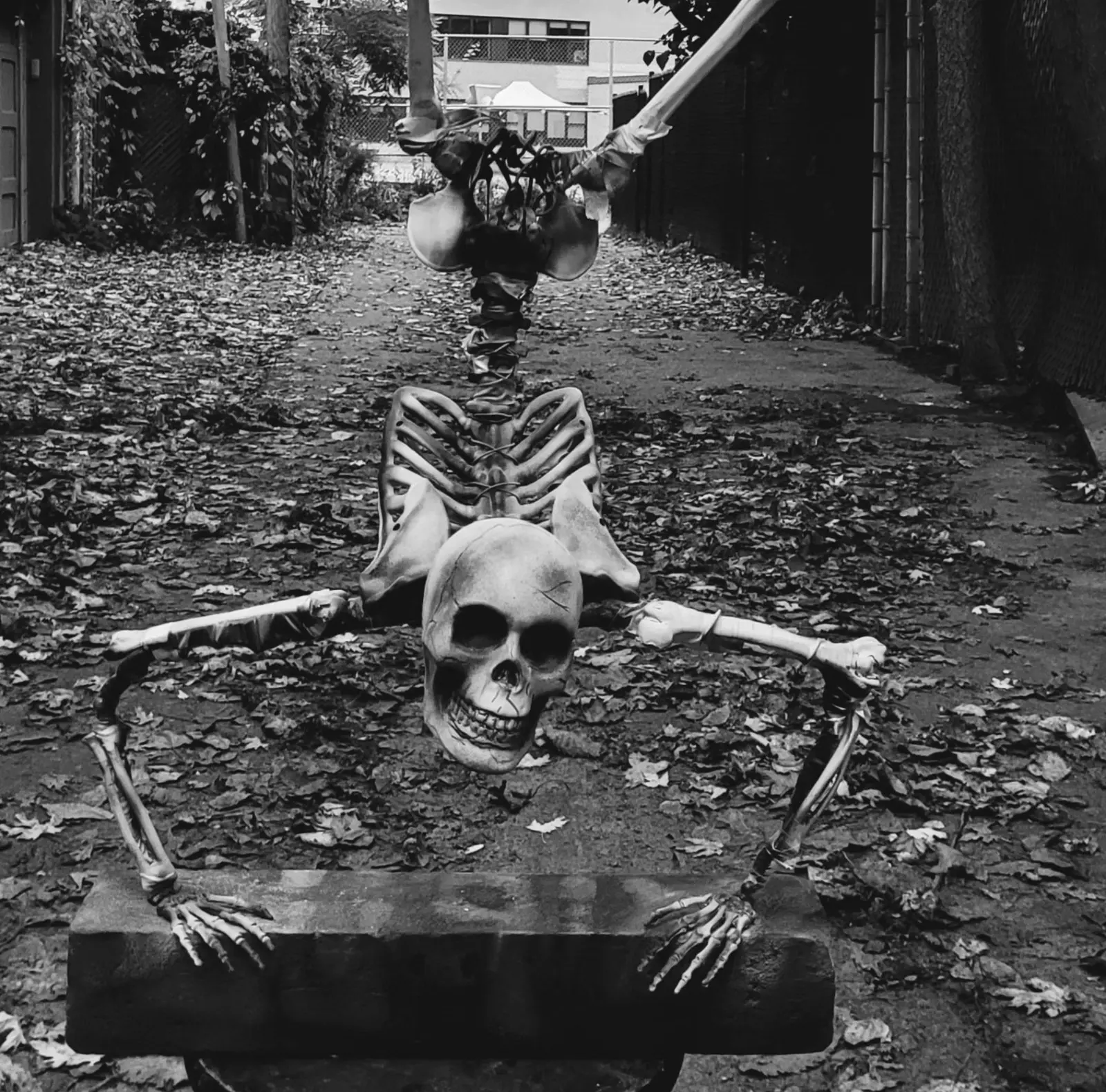 Skeleton balancing on its hands, arms spread wide and resting flat on a concrete slab, legs rising out of frame, in a back lane covered with fallen leaves, photographed in black and white