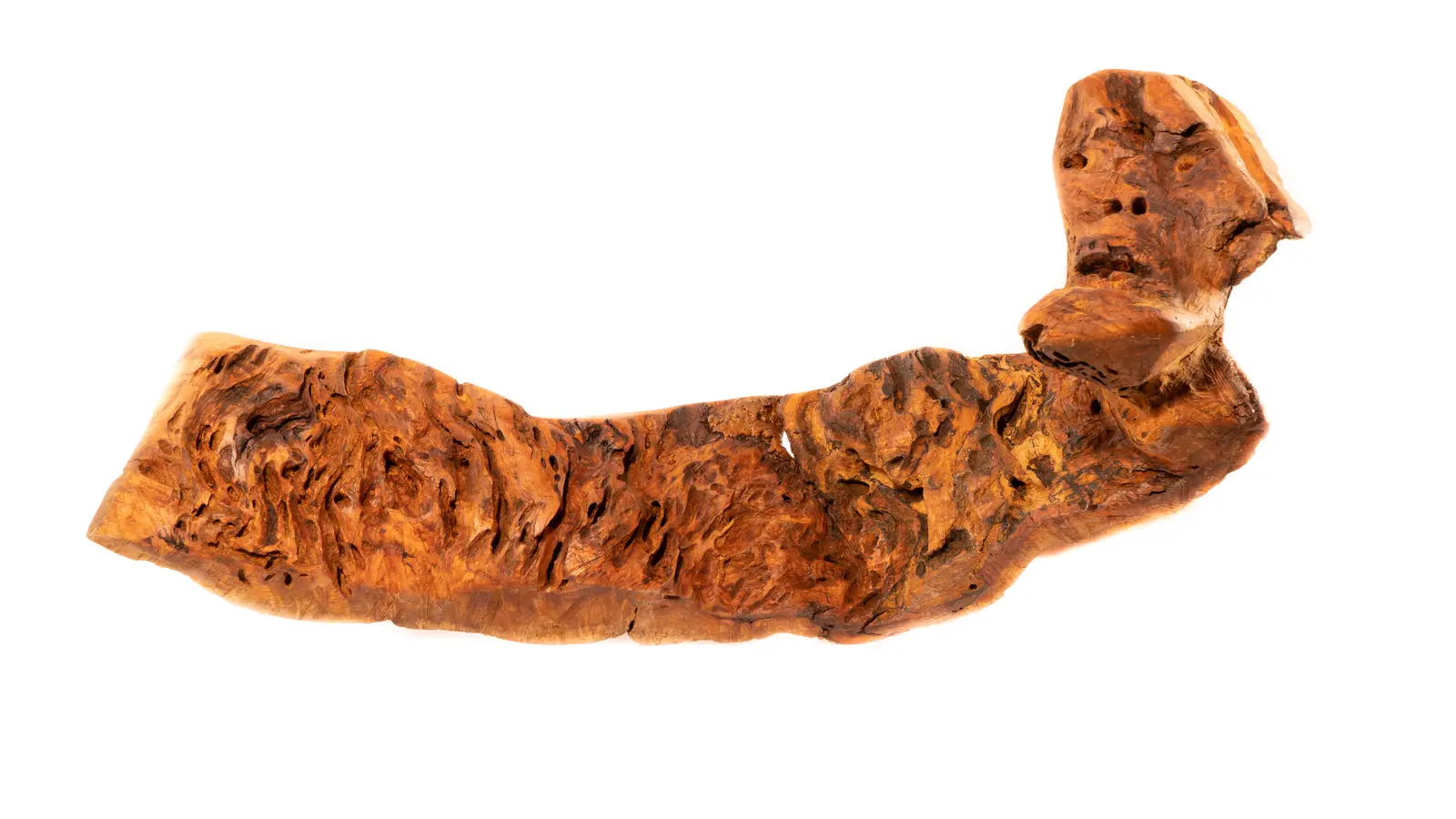 Loupe de bois horizontale fortement nervurée, extrémité droite dressée en forme de tête, fond blanc de studio, œuvre de Robert Bibeau