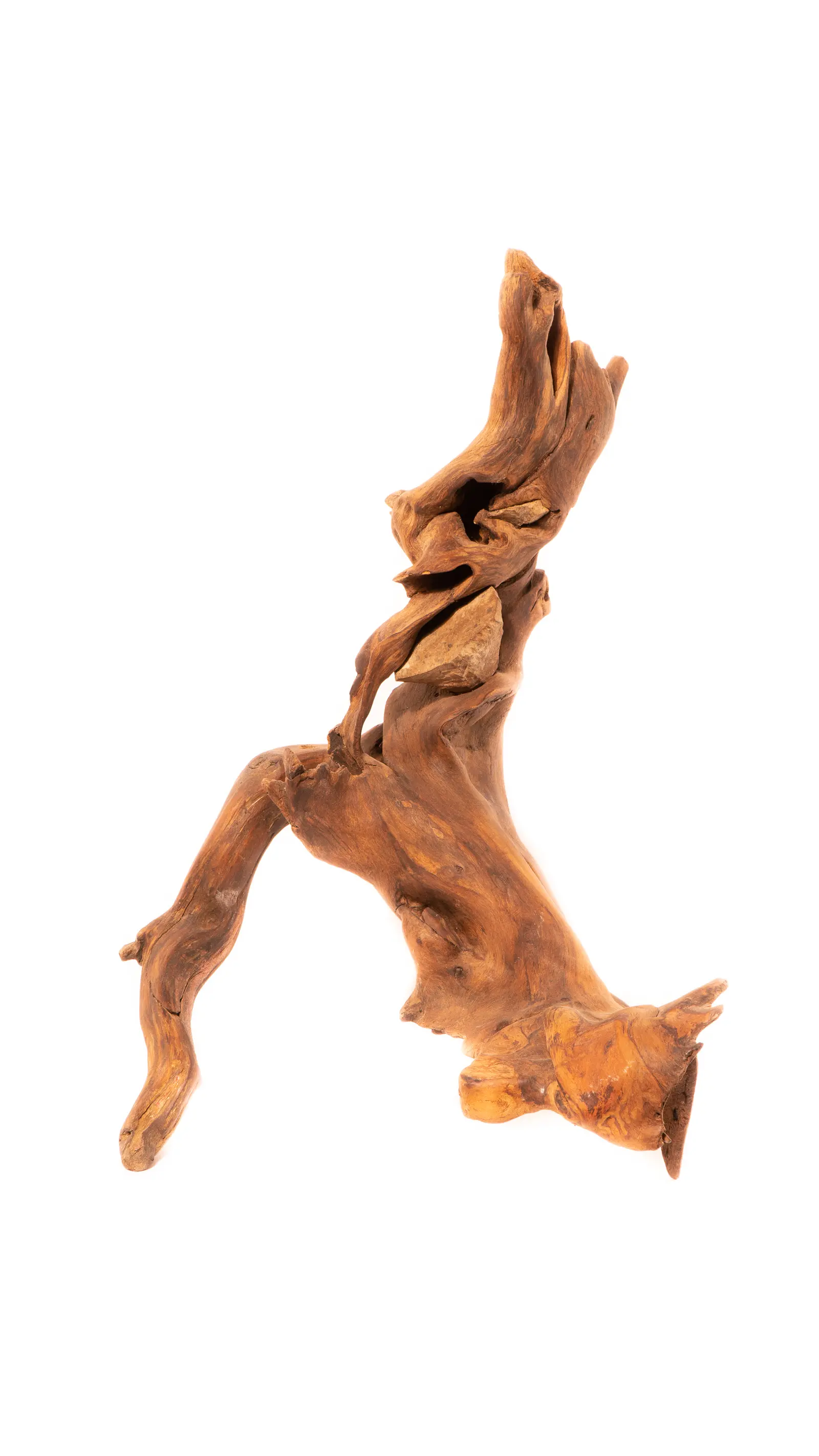 Figure de racine en marche, crête torsadée et pierre pâle encastrée dans le torse, fond blanc de studio, œuvre de Robert Bibeau