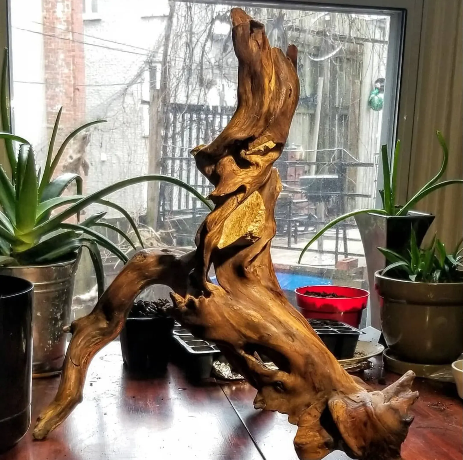 Racine de bois trouvé dressée sur une table sombre devant une fenêtre donnant sur une cour enneigée, des aloès en pots de chaque côté, le bois brun orangé et luisant, deux cavités où affleure une surface dorée