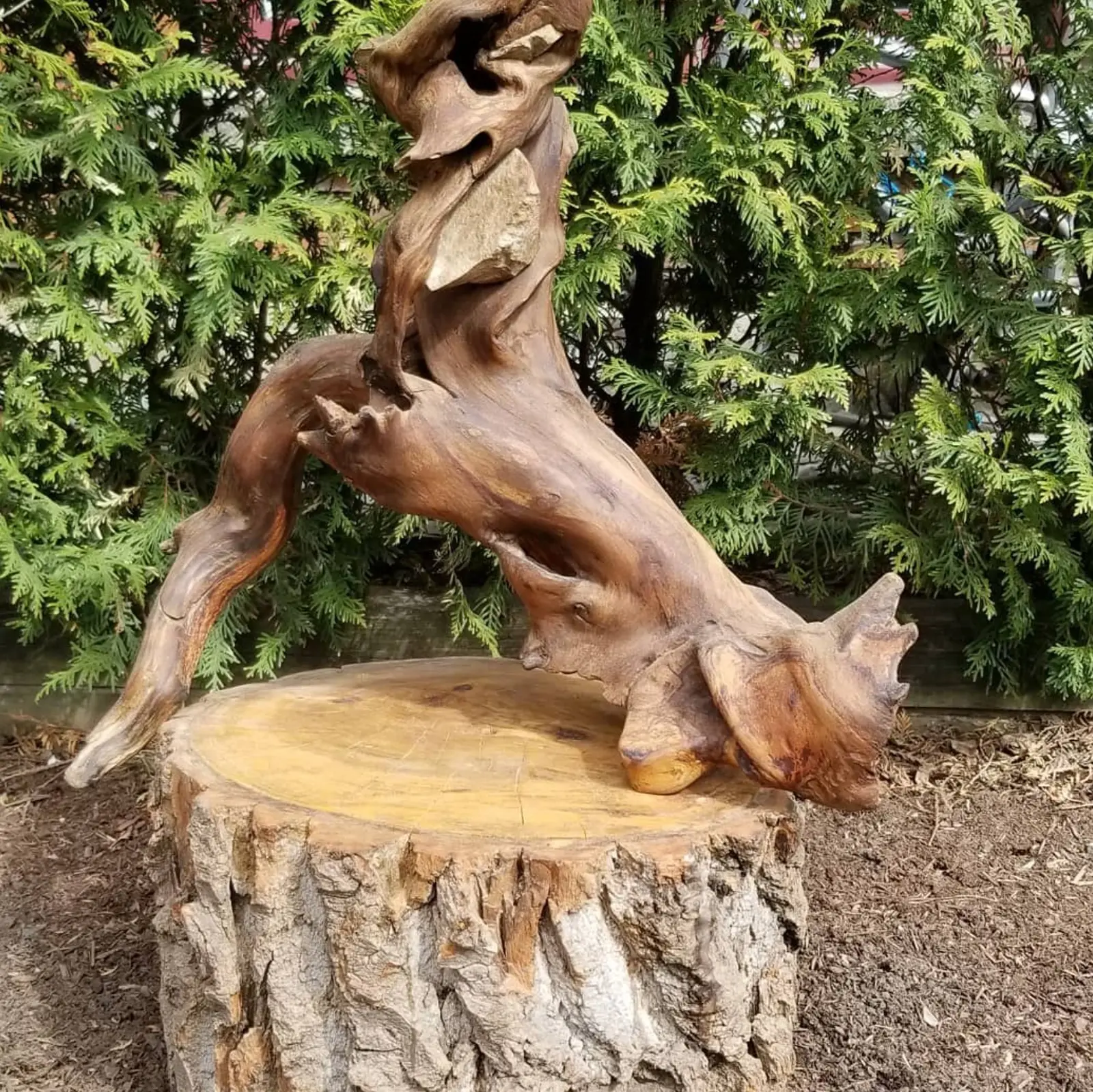 Sculpture de bois brun-roux posée en plein air sur une souche fraîchement sciée, devant une haie de cèdres, la pierre claire prise dans la cavité médiane, le sommet coupé par le bord de l'image