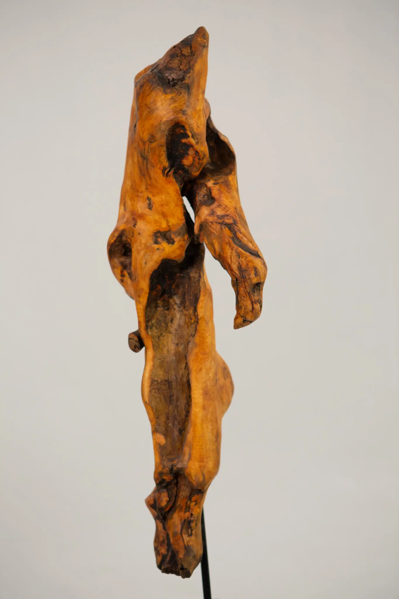 Forme verticale en bois trouvé de profil, silhouette élancée et tordue aux nervures apparentes, cavités sombres réparties sur toute la hauteur, fond gris.