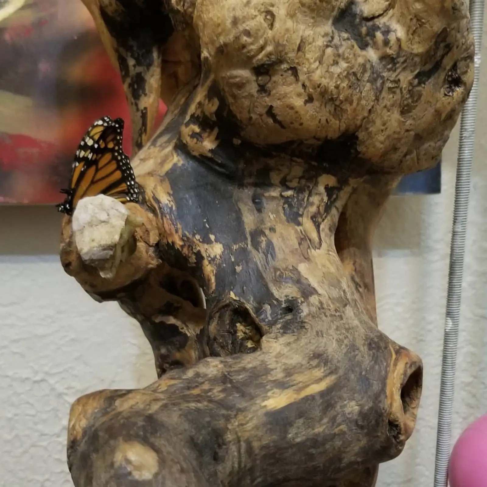 Gros plan sur la loupe bosselée et le tronc noirci de la pièce, avec une pierre blanche calée dans une fourche du bois, un papillon monarque posé dessus ailes repliées, devant une toile rouge floue et un mur clair