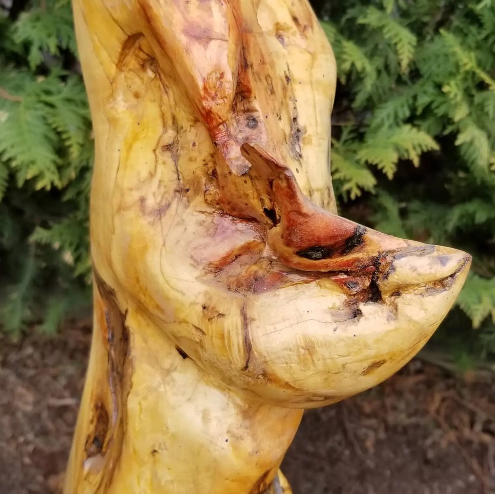 Gros plan sur une masse de bois clair au poli jaune miel, veinée de rouge rouille et marquée de traces sombres, dont une arête se recourbe en pointe vers la droite, devant une haie de conifères et un sol de terre